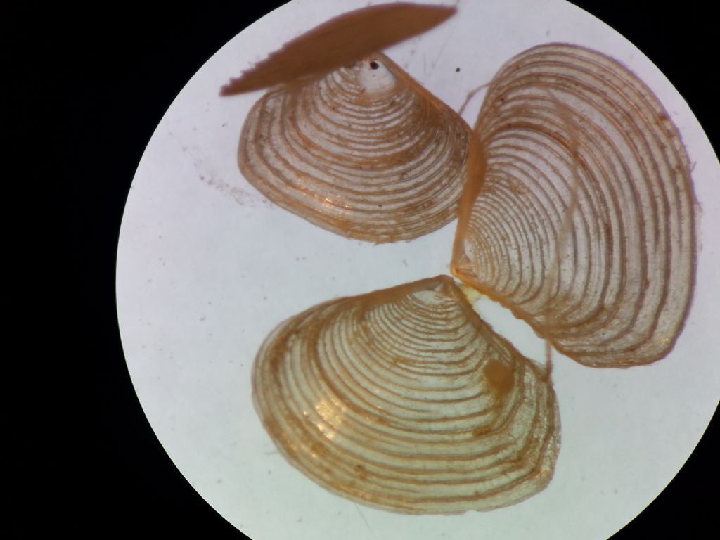 Bivalvos Juveniles Quiz